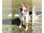 Border Collie PUPPY FOR SALE ADN-842971 - AKC Registered Male Border Collie Dog