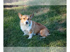 Pembroke Welsh Corgi DOG FOR ADOPTION ADN-843072 - Lovable Corgi Needs a Home