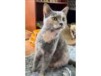 Adopt Opal a Tortoiseshell Domestic Shorthair (short coat) cat in Dunkirk