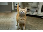 Adopt Gato a Orange or Red Tabby Domestic Shorthair (short coat) cat in Houston