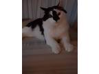 Adopt Jasper a Black & White or Tuxedo Domestic Longhair / Mixed (medium coat)