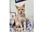 Adopt Arthur a Tan or Fawn Domestic Shorthair (short coat) cat in Byron Center