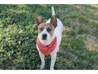 Adopt Jedi aka Batman a Mixed Breed (Medium) / Mixed dog in Tucson