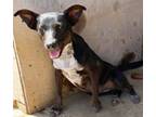 Adopt Ambrosia a Black - with Gray or Silver Australian Cattle Dog / Labrador