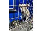 Adopt Jersey a White Mixed Breed (Medium) dog in Whiteville, NC (38260022)