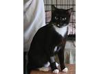 Adopt Marilyn Monroe a Black & White or Tuxedo Domestic Shorthair (short coat)