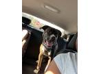 Adopt Ace a Brindle - with White Terrier (Unknown Type, Medium) / Mixed dog in