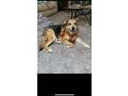 Adopt Tangie a Tricolor (Tan/Brown & Black & White) Shepherd (Unknown Type) /