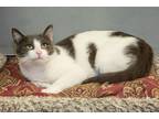 Adopt Bobbi a White (Mostly) Domestic Shorthair (short coat) cat in Englewood