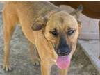 Adopt Mickey / Michael Angelo a Brown/Chocolate - with Black Shepherd (Unknown