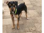 Adopt Josie a Black - with Tan, Yellow or Fawn Terrier (Unknown Type