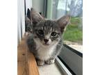 Gray Nose, Domestic Shorthair For Adoption In St. Augustine, Florida