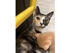 Emerald, Domestic Shorthair For Adoption In St. Augustine, Florida