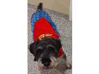 Solar, Schnauzer (standard) For Adoption In Sprakers, New York