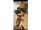 Eclipse, Schnauzer (standard) For Adoption In Sprakers, New York