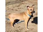 Twila, Terrier (unknown Type, Small) For Adoption In Springdale, Arkansas