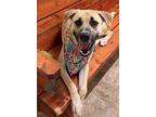 Tinkerbell, Labrador Retriever For Adoption In Pilot Point, Texas