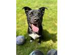 Reggie, Labrador Retriever For Adoption In Collegeville, Pennsylvania
