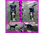Rudy (male), Labrador Retriever For Adoption In Jackson, Tennessee