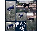 Max, Labrador Retriever For Adoption In Jackson, Tennessee