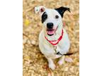 Kali, Terrier (unknown Type, Medium) For Adoption In Clarkesville, Georgia