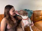 Smiley Ark The Serene Faithful Friend, American Pit Bull Terrier For Adoption In