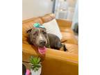 Edna Ark The Playful Girl, American Staffordshire Terrier For Adoption In