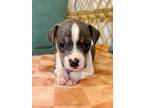 Bluey Betty, American Pit Bull Terrier For Adoption In Friendswood, Texas