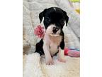 Cookie Betty, American Pit Bull Terrier For Adoption In Friendswood, Texas