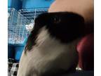 Pumpkinseed, Guinea Pig For Adoption In Salisbury, Massachusetts
