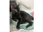 Miya - Julie’s Litter, Bombay For Adoption In Phoenix, Arizona
