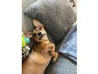 Dug, Dachshund For Adoption In Lancaster, California