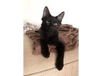 Happy, Domestic Longhair For Adoption In Gravette, Arkansas