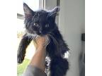 Doc, Domestic Longhair For Adoption In Gravette, Arkansas
