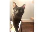 Dopey, Domestic Longhair For Adoption In Gravette, Arkansas