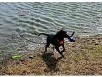 Hank, Labrador Retriever For Adoption In Quincy, Illinois