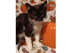 Tinkerbell Faries - Sled, Domestic Mediumhair For Adoption In Fairlawn, Ohio