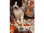 Tinkerbell Faries - Terence, Domestic Longhair For Adoption In Fairlawn, Ohio