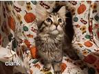 Tinkerbell Faries - Clank, Domestic Longhair For Adoption In Fairlawn, Ohio