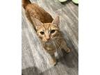 Petra (24-760), Domestic Shorthair For Adoption In Seven Valleys, Pennsylvania