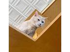 Sunny Dee, Domestic Shorthair For Adoption In St. Louis, Missouri