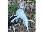 Rina, Jack Russell Terrier For Adoption In Bell Gardens, California