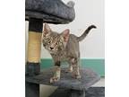 Farley, Domestic Shorthair For Adoption In South Bend, Indiana