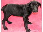 Georgeanne, Labrador Retriever For Adoption In Forrest City, Arkansas