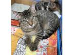 Fall Kittens, American Shorthair For Adoption In Belton, Texas
