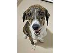 Junie, Terrier (unknown Type, Small) For Adoption In North Little Rock, Arkansas