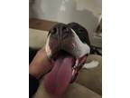 King, American Staffordshire Terrier For Adoption In Raleigh, North Carolina