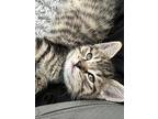 Harry, Domestic Mediumhair For Adoption In Kalamazoo, Michigan