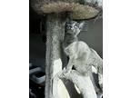 Sally, Domestic Mediumhair For Adoption In Olive Branch, Mississippi