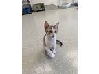Eloise, Domestic Shorthair For Adoption In Kalamazoo, Michigan